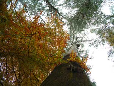 Melbourne tree look up