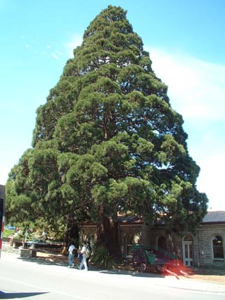 TreeAP
